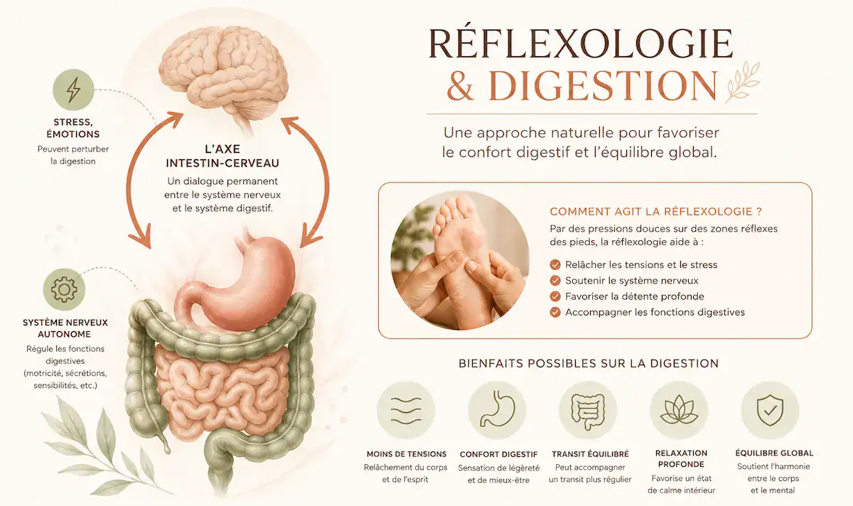 Infographie expliquant le lien entre la réflexologie, le système digestif, le stress et l'axe intestin-cerveau